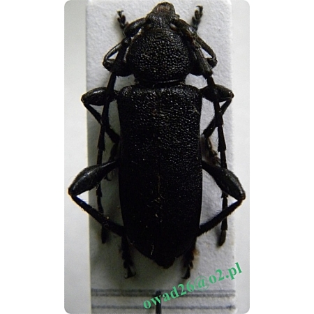 Ropalopus clavipes (Fabricius, 1775) Węglarek dębowy, w. wielki